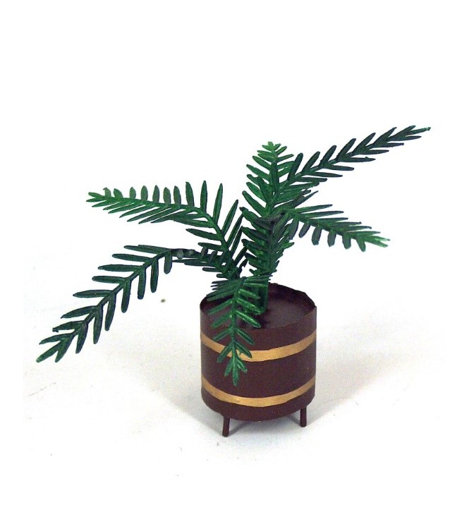 Dattier en pot en volume
