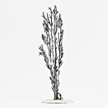 Peuplier (d'Italie) hiver (h. 14 cm)