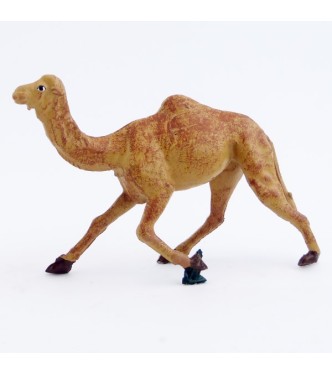 Dromadaire courant