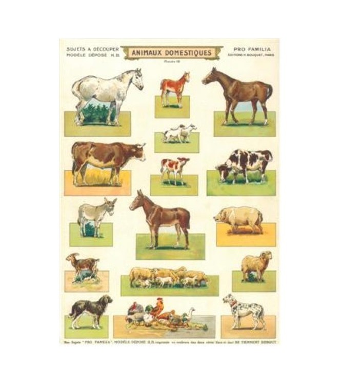 Animaux domestiques